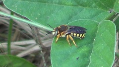Rhodanthidium septemdentatum
