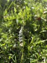 Spiranthes torta