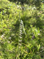 Spiranthes torta