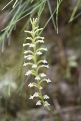 Beloglottis costaricensis