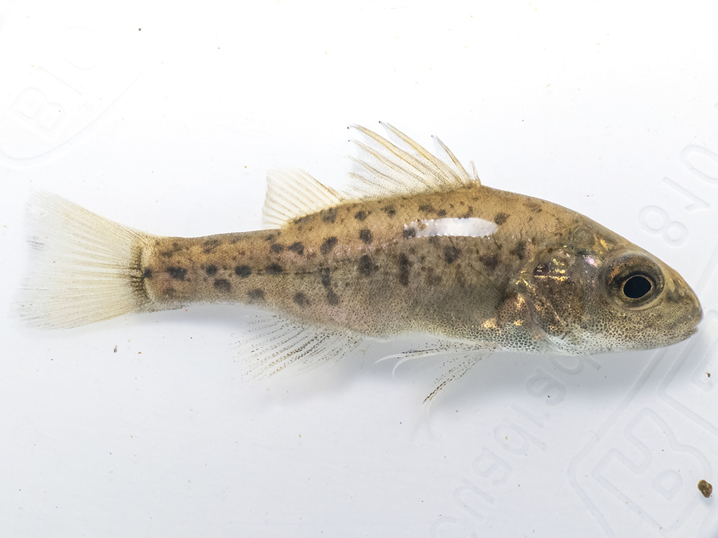 Creole Perch