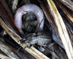 Carabus maeander