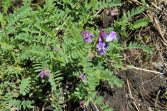 Vicia sosnowskyi