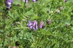 Vicia sosnowskyi