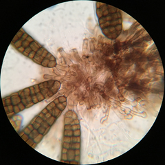 Berkleasmium concinnum