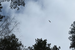 Larus fuscus barabensis