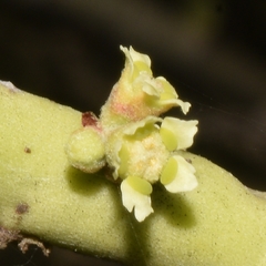 Euphorbia rossiana