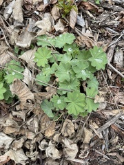 Heuchera richardsonii