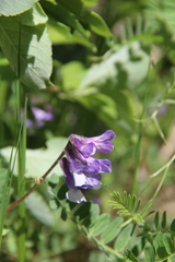 Vicia sosnowskyi