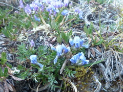 Oxytropis scammaniana