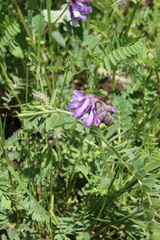 Vicia sosnowskyi
