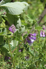 Vicia sosnowskyi