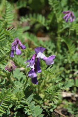 Vicia sosnowskyi