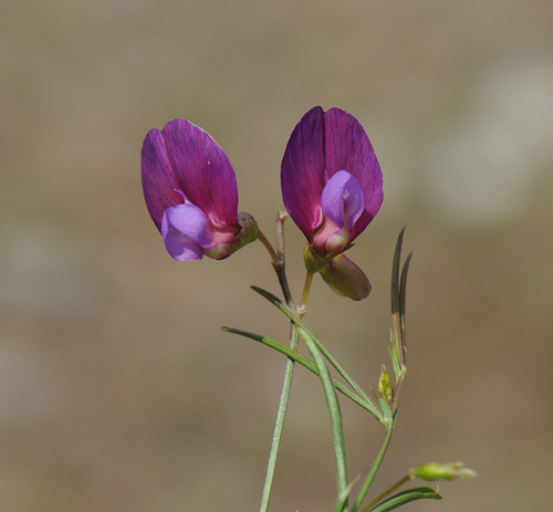 Image of Lathyrus digitatus by (c) Todd Boland, some rights reserved (CC BY)