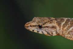 Sphaerodactylus dunni