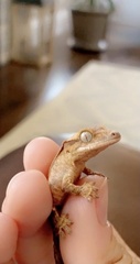 Correlophus