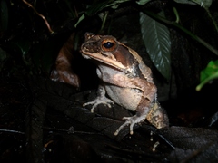 Incilius leucomyos