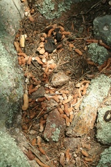 Dendragapus obscurus