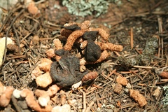 Dendragapus obscurus