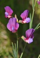 Lathyrus digitatus