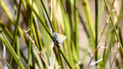 Callophrys mcfarlandi