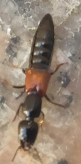 Megalinus glabratus