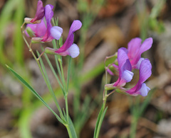 Lathyrus digitatus