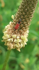 Malachius coccineus