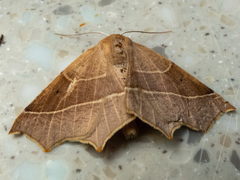 Tetracis cervinaria