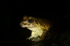 Craugastor aurilegulus