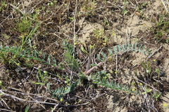 Astragalus longipetalus
