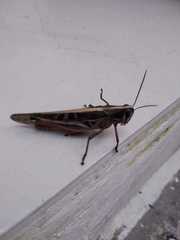 Schistocerca subspurcata