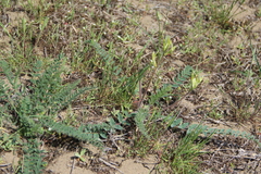 Astragalus longipetalus