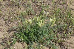 Astragalus longipetalus