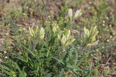 Astragalus longipetalus