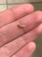 Lepisma