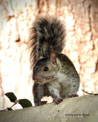 Sciurus variegatoides