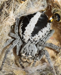 Stegodyphus lineatus