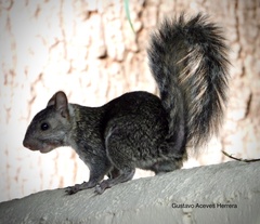 Sciurus variegatoides