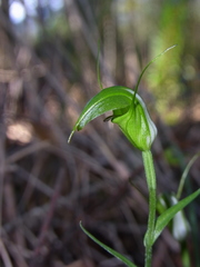 Pterostylis russellii