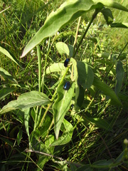 Chrysochus asclepiadeus