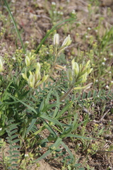 Astragalus longipetalus