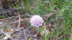 Scabiosa triandra