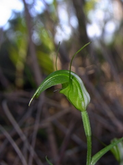 Pterostylis russellii