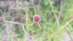 Scabiosa triandra
