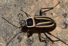 Ragliodes delineatus