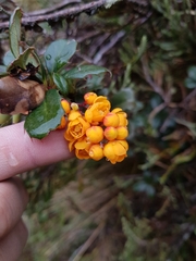 Berberis darwinii
