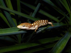 Gerrhonotus liocephalus