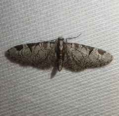 Eupithecia insigniata