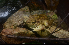 Craugastor aurilegulus